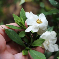 Dwarf Radicans Gardenia 9 Dwarf Radicans Gardenia -Nature Grove Shop Dwarf Radicans Gardenia 6