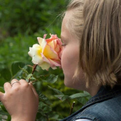 Euphoria® Rose Shrub -Nature Grove Shop EUphoria Rose Tree 1