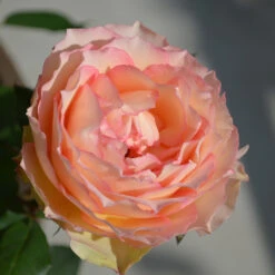 Euphoria® Rose Shrub -Nature Grove Shop EUphoria Rose Tree 2