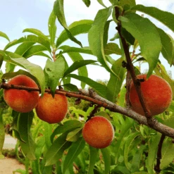 Early White Giant Peach Tree -Nature Grove Shop Early White Giant Peach Tree 450