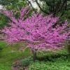 Eastern Redbud -Nature Grove Shop Eastern Redbud FGT 600x600 5676e569 3a04 4cdf b06a 7047e5db4442