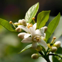 EasyPeel Clementine Tree -Nature Grove Shop Easy Peel Clementine 5