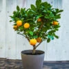 EasyPeel Clementine Tree -Nature Grove Shop Easy Peel Clementine FGT 600x600 7715f8b8 7ade 444c b849 5c8b79e452e4