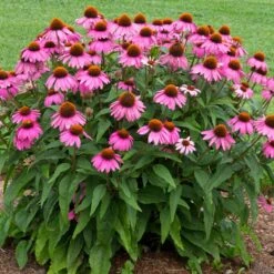 PowWow® Wild Berry Coneflower (Echinacea) -Nature Grove Shop Echinacea Pow Wow Wildberry 1