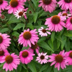 PowWow® Wild Berry Coneflower (Echinacea) -Nature Grove Shop Echinacea Pow Wow Wildberry 2