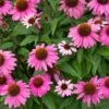 PowWow® Wild Berry Coneflower (Echinacea) -Nature Grove Shop Echinacea Pow Wow Wildberry 600x600 80986137 f5bb 49c5 b4c8 9a51315a7b38