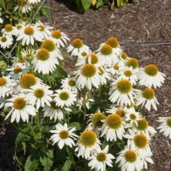PowWow® White Coneflower (Echinacea) -Nature Grove Shop Echinacea PowWow WHite 2