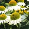 PowWow® White Coneflower (Echinacea) 2 PowWow® White Coneflower (Echinacea) -Nature Grove Shop Echinacea PowWow WHite 600x600 4bf42975 0221 4d4c bf26 2b015bfb0f3a