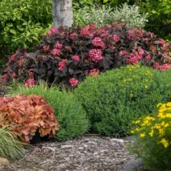 Eclipse® Bigleaf Hydrangea -Nature Grove Shop Eclipse Mophead 4