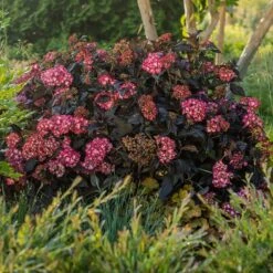 Eclipse® Bigleaf Hydrangea -Nature Grove Shop Eclipse Mophead 5