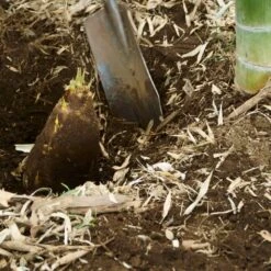 Edible Bamboo Plant -Nature Grove Shop Edible Bamboo 5 FGT