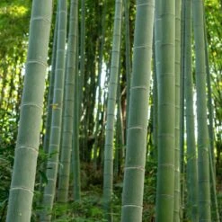 Edible Bamboo Plant -Nature Grove Shop Edible Bamboo 6