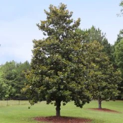 Edith Bogue Magnolia 7 Edith Bogue Magnolia -Nature Grove Shop Edith Bogue magnolia 1