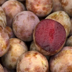 Elephant Heart Plum Tree -Nature Grove Shop Elephant Heart Plum 3