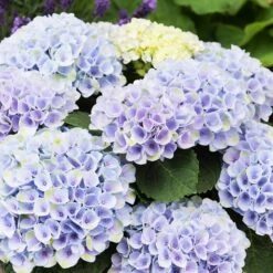 Elizabeth Ashley Hydrangea Shrub -Nature Grove Shop Elizabeth Ashley 1