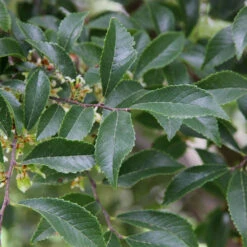 Emerald Flair Elm Tree 8 Emerald Flair Elm Tree -Nature Grove Shop Emerald Flair 2