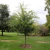 Emerald Flair Elm Tree -Nature Grove Shop Emerald Flair 600x600 537bca49 bcda 436c baea fab6477ae12c