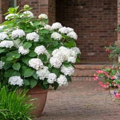 Endless Summer® Blushing Bride Bigleaf Hydrangea Shrub -Nature Grove Shop Endless Summer Blushing Bride 3 FGT