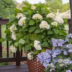 Endless Summer® Blushing Bride Bigleaf Hydrangea Shrub -Nature Grove Shop Endless Summer Blushing Bride 5
