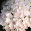 Endless Summer® Blushing Bride Bigleaf Hydrangea Shrub -Nature Grove Shop Endless Summer Blushing Bride FGT 600x600 0ebe554a 6f66 4976 a54a 228202945329