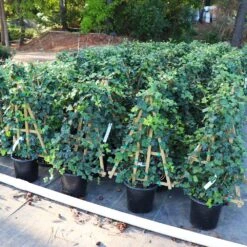 English Ivy Vine -Nature Grove Shop English Ivy 5