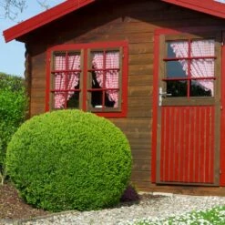 English Boxwood Shrub -Nature Grove Shop English Boxwood 6 FGT