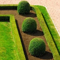 English Boxwood Shrub -Nature Grove Shop English Boxwood 7