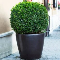 English Boxwood Shrub -Nature Grove Shop English Boxwood 9 FGT