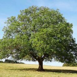 English Walnut Tree -Nature Grove Shop English Carpathian Walnut 4 FGT