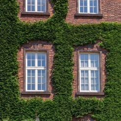 English Ivy Vine -Nature Grove Shop English Ivy 2 FGT