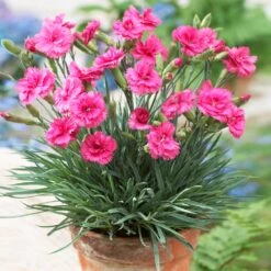 Scent First® Eternity Dianthus Plant -Nature Grove Shop Eternity Dianthus 1