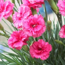 Scent First® Eternity Dianthus Plant -Nature Grove Shop Eternity Dianthus 2