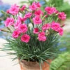 Scent First® Eternity Dianthus Plant 2 Scent First® Eternity Dianthus Plant -Nature Grove Shop Eternity Dianthus 600x600 9a3a8ce8 7f38 480f 88b0 75bdfac7e163