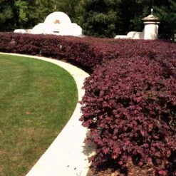 'Ever Red' Loropetalum 9 'Ever Red' Loropetalum -Nature Grove Shop Ever Red Lorepetalum 3