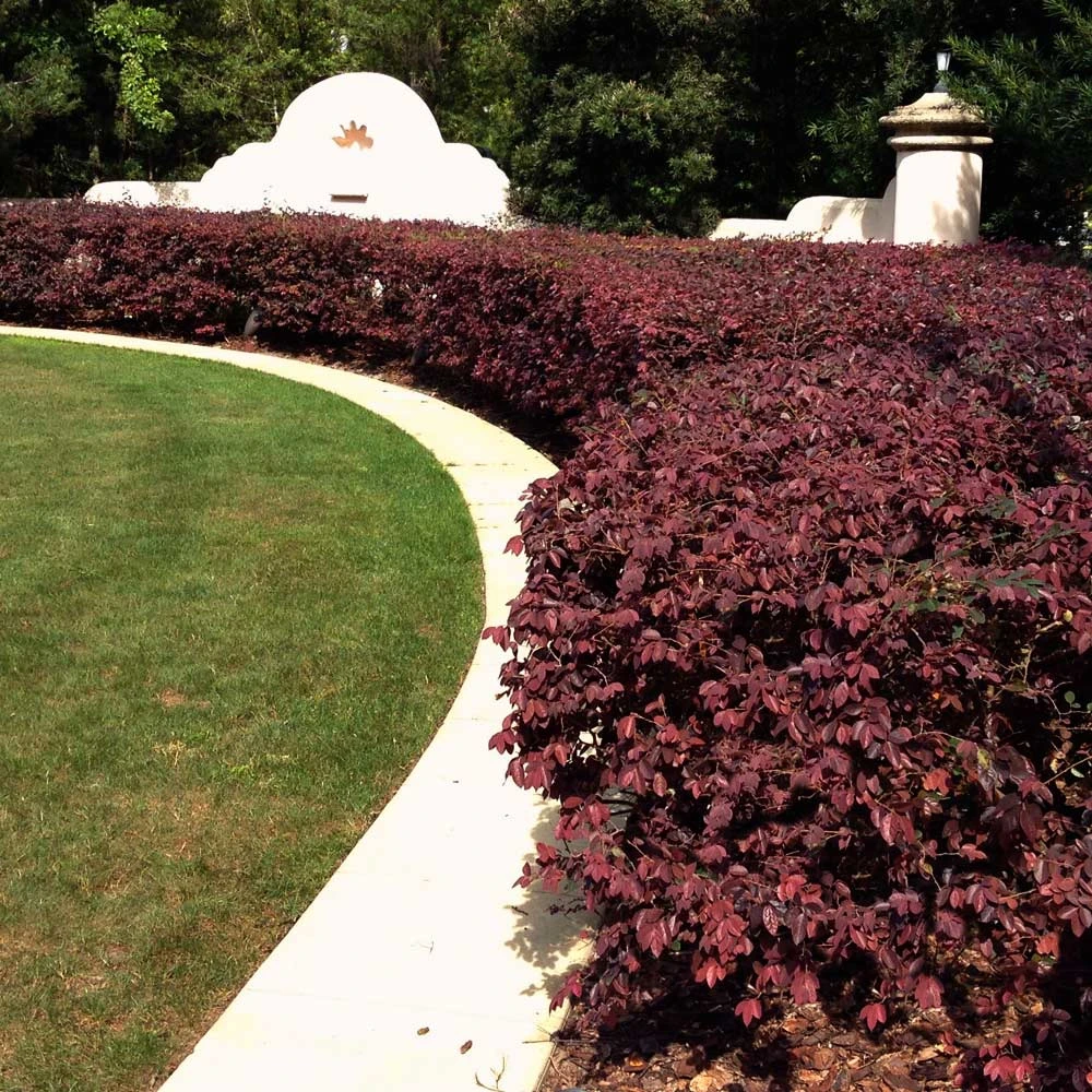 'Ever Red' Loropetalum 5 'Ever Red' Loropetalum - Image 3