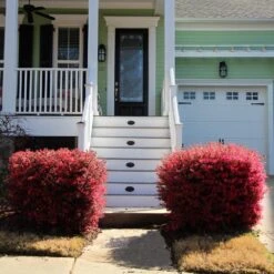 'Ever Red' Loropetalum 11 'Ever Red' Loropetalum -Nature Grove Shop Ever Red Lorepetalum 4