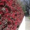 'Ever Red' Loropetalum 1 'Ever Red' Loropetalum -Nature Grove Shop Ever Red Lorepetalum FGT 600x600 047d9fa6 0bc7 421f be3c da3170e44193