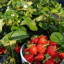 Everbearing Strawberry - USDA Organic 13 Everbearing Strawberry - USDA Organic -Nature Grove Shop Everbearing Strawberry 6 BB e2cd8810 5468 47c9 8adf a7c6a52e097a