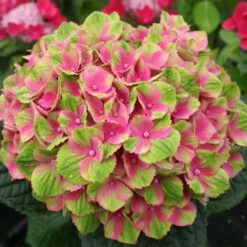 Everlasting® Amethyst Hydrangea Shrub -Nature Grove Shop Everlasting Amethyst Hydrangea 2