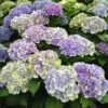 Everlasting® Amethyst Hydrangea Shrub 2 Everlasting® Amethyst Hydrangea Shrub -Nature Grove Shop Everlasting Amethyst Hydrangea 3