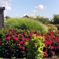 Everlasting® Crimson Ruby Hydrangea Shrub -Nature Grove Shop Everlasting Crimson Ruby 1