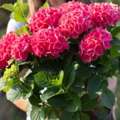 Everlasting® Crimson Ruby Hydrangea Shrub -Nature Grove Shop Everlasting Crimson Ruby 4