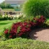 Everlasting® Crimson Ruby Hydrangea Shrub -Nature Grove Shop Everlasting Crimson Ruby FGT 600x600 c96daa38 25e0 4479 82e2 43e6cd49daaf
