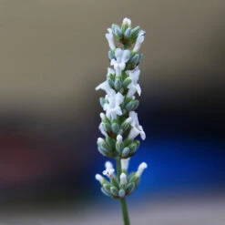 Lavender Exceptional™ -Nature Grove Shop Exceptional Lavender 2