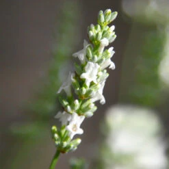 Lavender Exceptional™ -Nature Grove Shop Exceptional Lavender 5