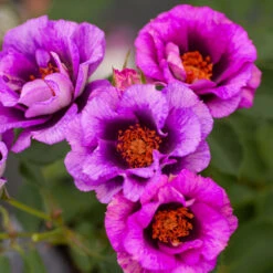 Eyeconic® Plum Lemonade Rose -Nature Grove Shop Eyeconic Plum Lemonade Rose 2