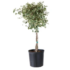 Variegated Ficus Triangularis Tree 9 Variegated Ficus Triangularis Tree -Nature Grove Shop FIC TRT 34 3 BRD