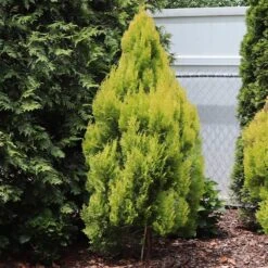 Forever Goldy™ Arborvitae Tree 9 Forever Goldy™ Arborvitae Tree -Nature Grove Shop FOrever GOldie 2