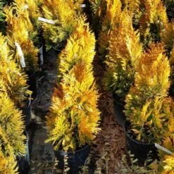 Forever Goldy™ Arborvitae Tree 11 Forever Goldy™ Arborvitae Tree -Nature Grove Shop FOrever GOldy 3