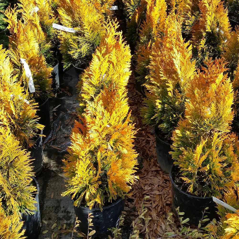 Forever Goldy™ Arborvitae Tree 7 Forever Goldy™ Arborvitae Tree - Image 5